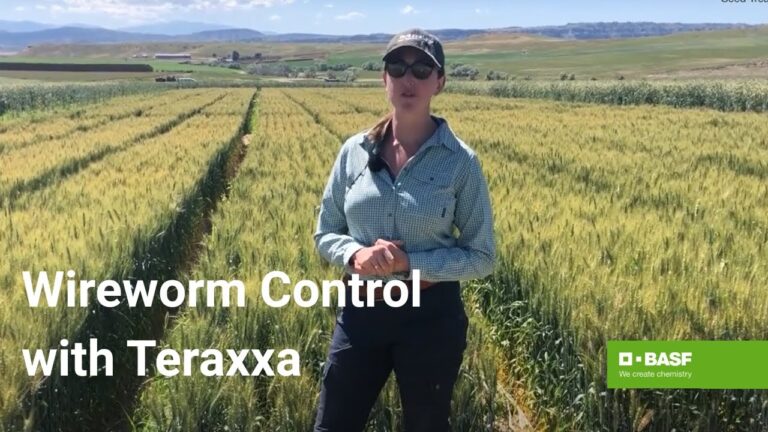 Understanding the Impact and Evolution of Reddy Anna ID: A Comprehensive Overview